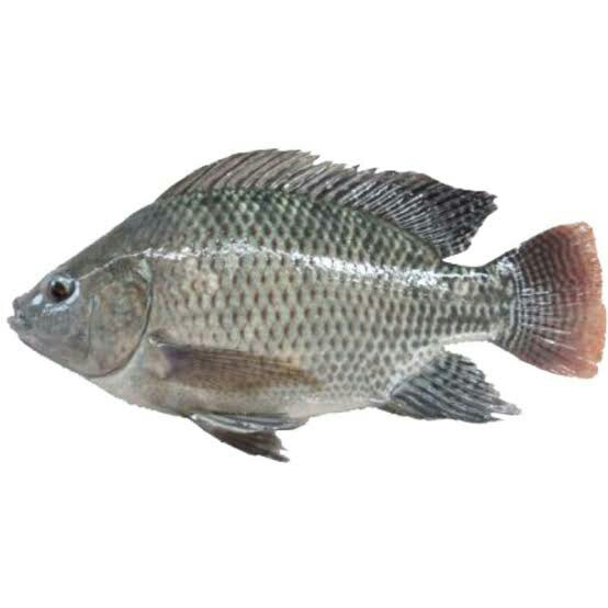 Ikan Nila