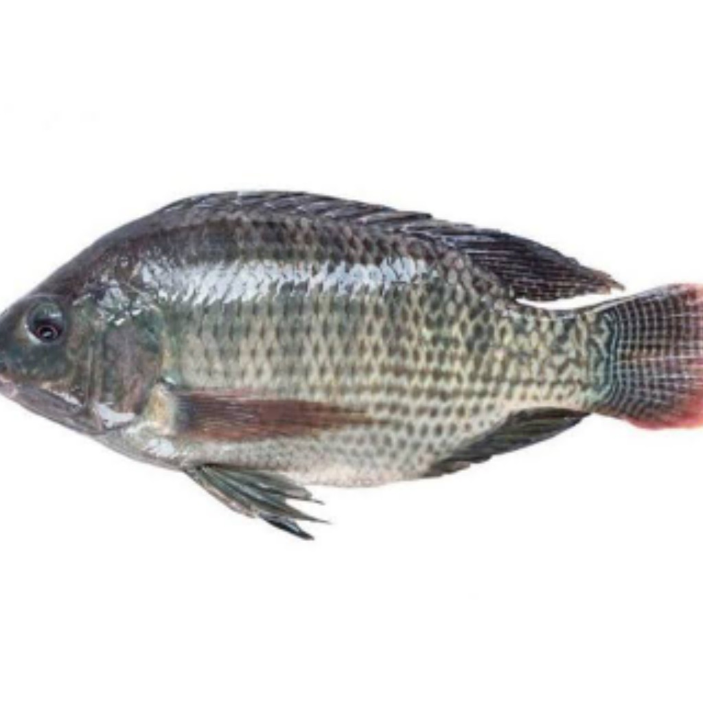 Ikan Nila