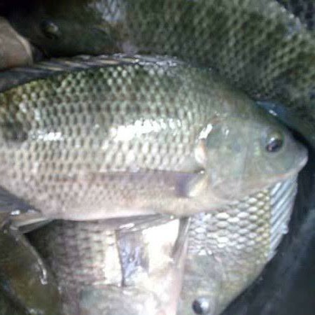 Ikan Nila