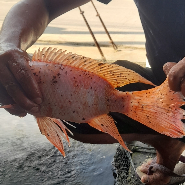 Ikan Nila Kunpay