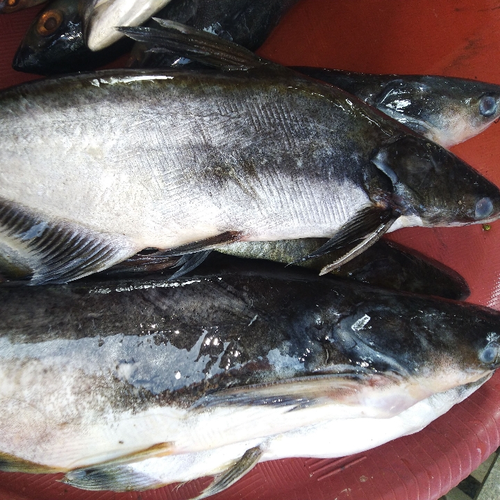 Ikan Patin