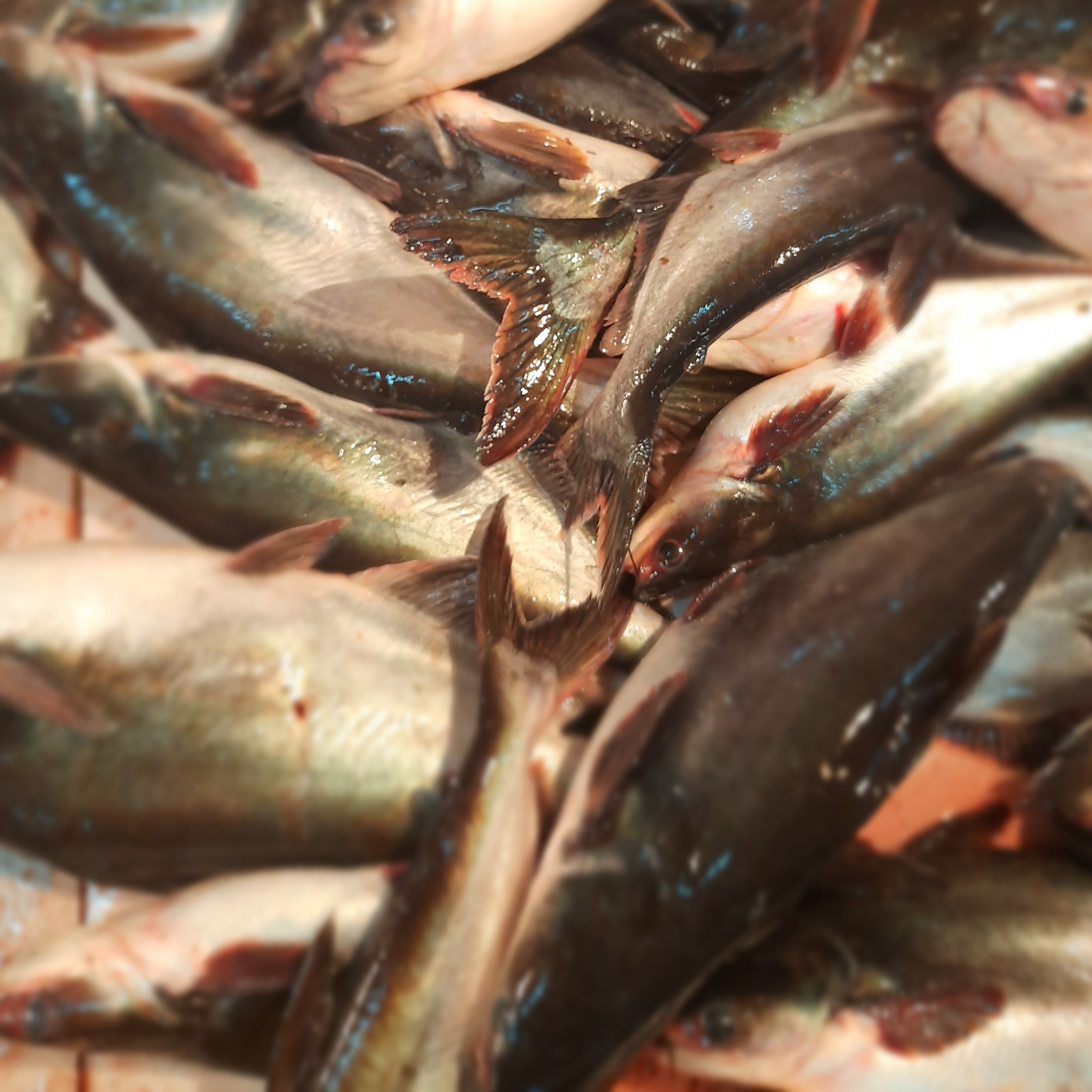 IKAN PATIN 1KG