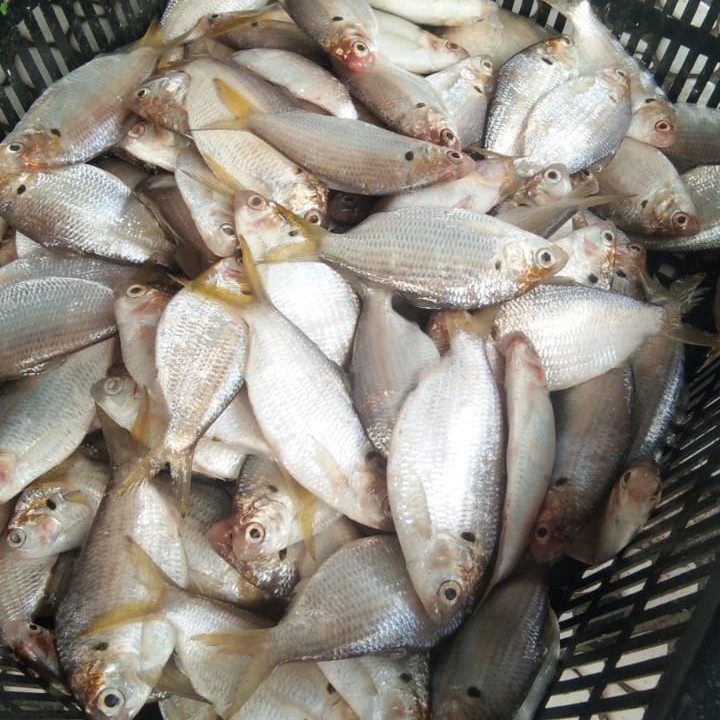 Ikan Selangat