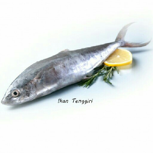 Ikan Tenggiri