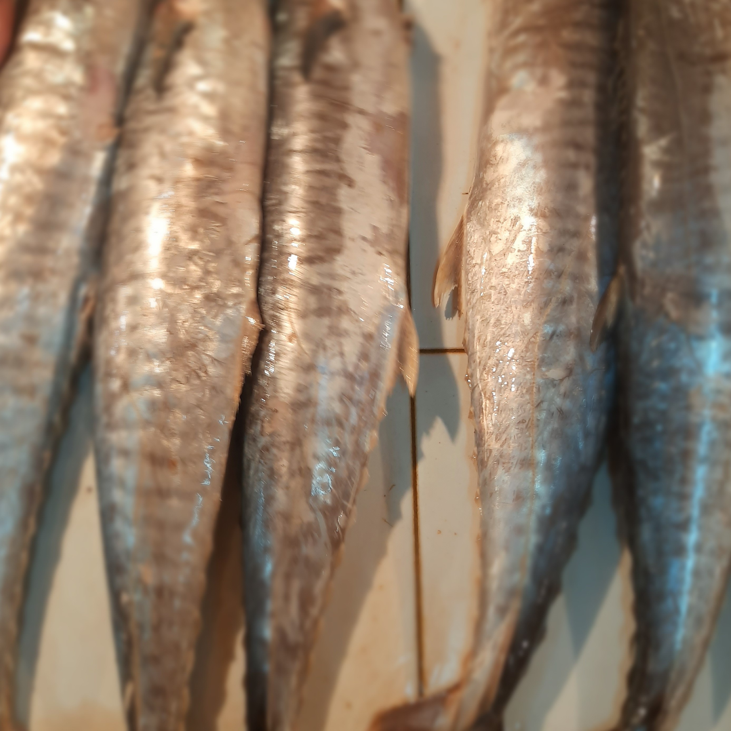 IKAN TENGIRI 1KG