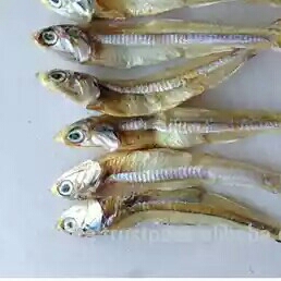 Ikan Teri