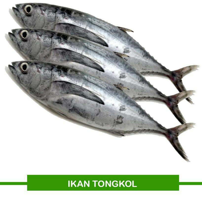 Ikan Tongkol Segar