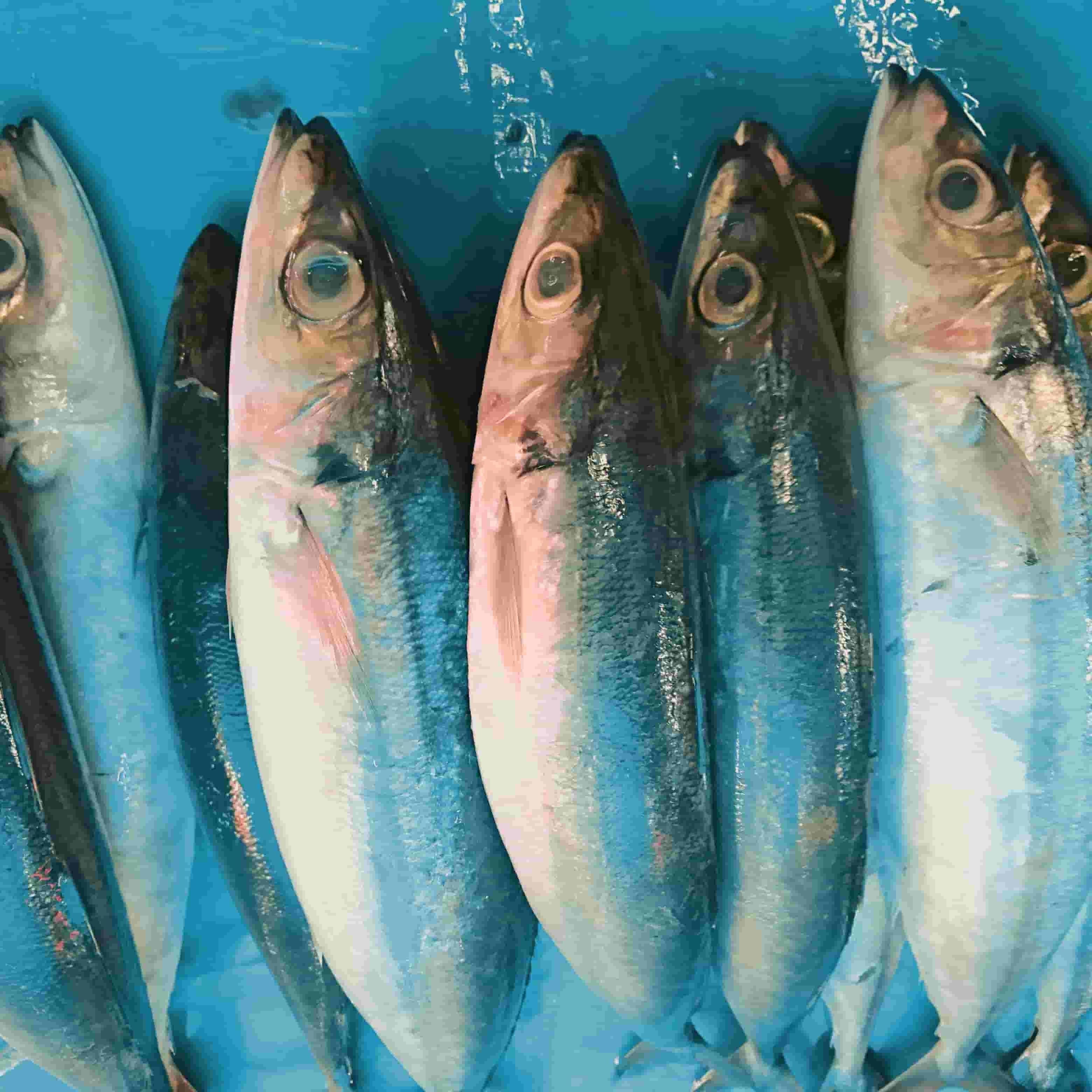 Ikan Tuna