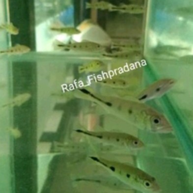 Ikan hias Pbass mono