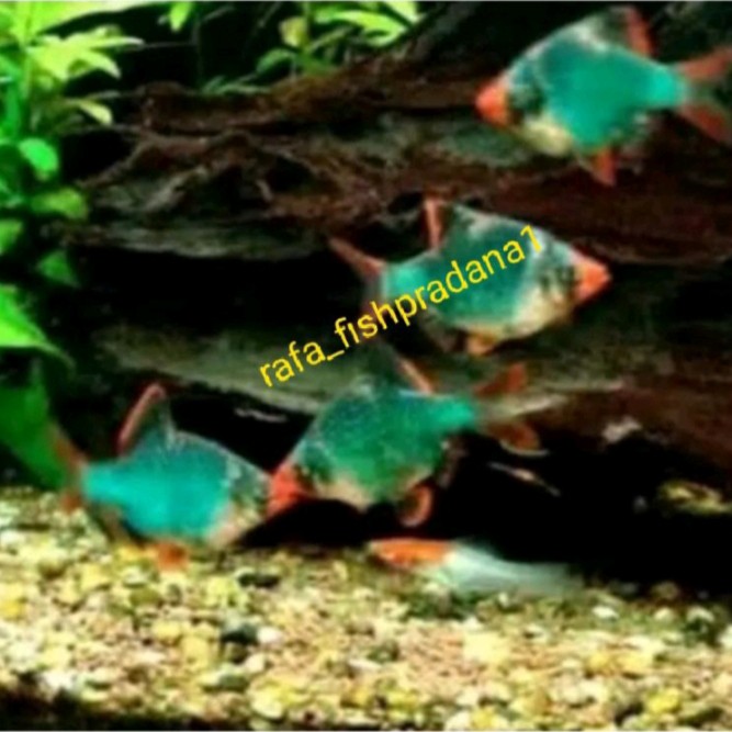 Ikan hias Sumatra green Tiger