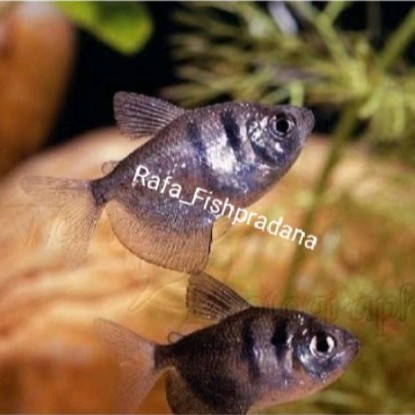 Ikan hias black tetra