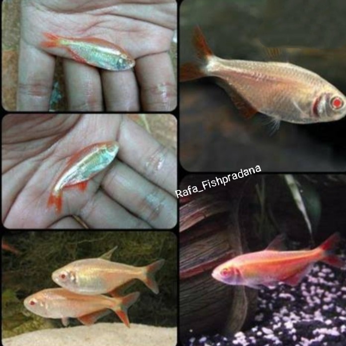 Ikan hias boines albino