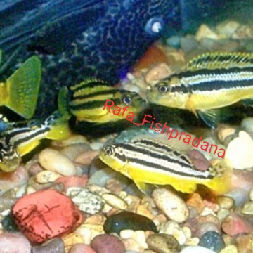 Ikan hias cichlid niasa