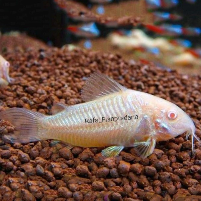 Ikan hias corydoras albino