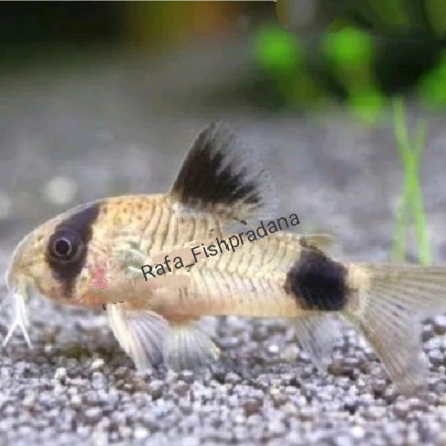 Ikan hias corydoras panda