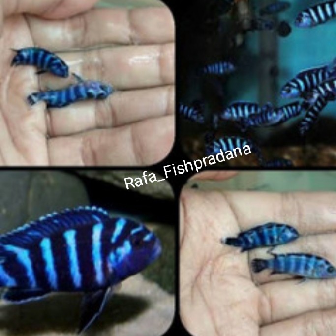 Ikan hias demasoni