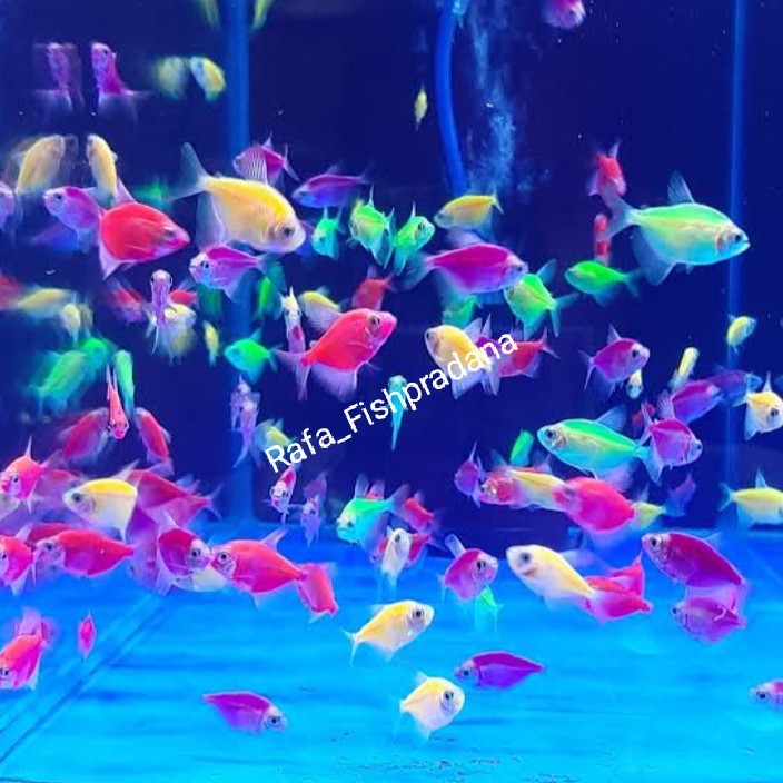 Ikan hias glofish tetra