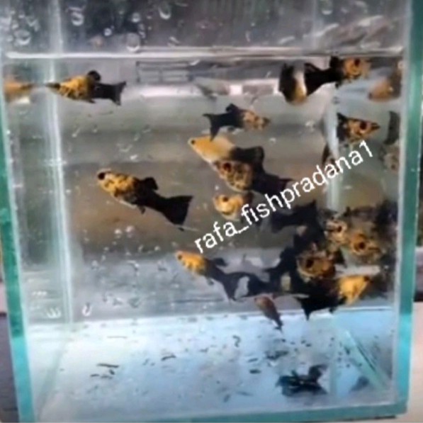 Ikan hias golden black INDUKAN