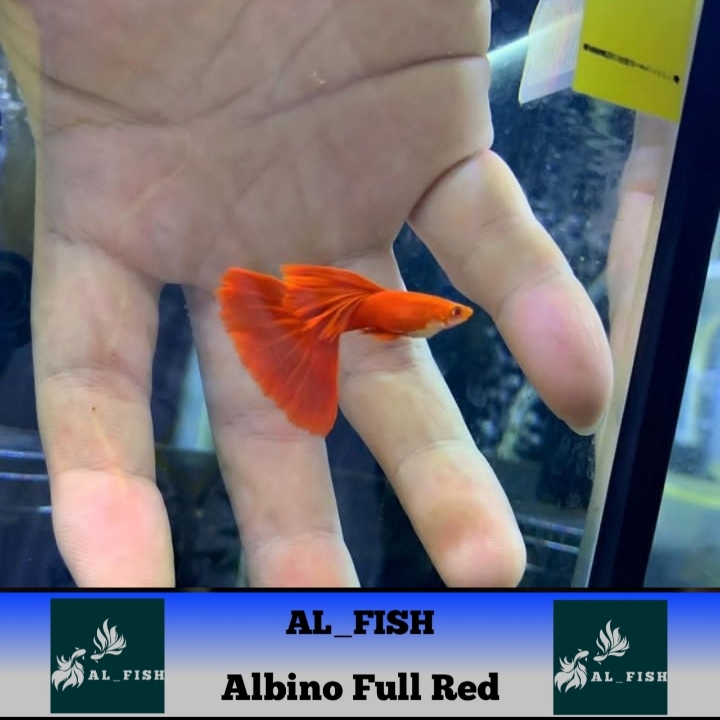 Ikan hias guppy Albino Full Red  AFR 