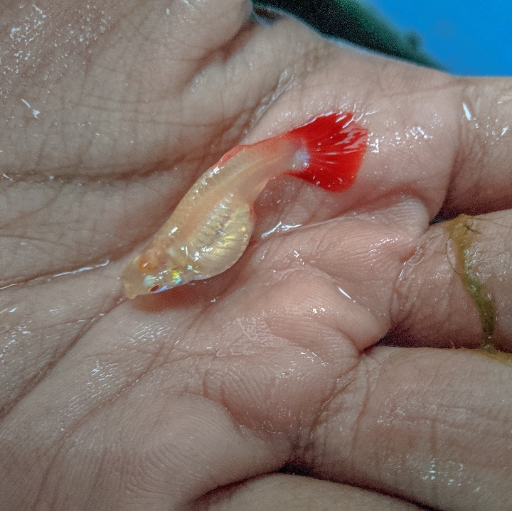 Ikan hias guppy Albino Full Red  AFR  2