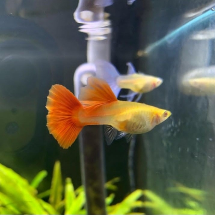 Ikan hias guppy Albino Full Red  AFR  3