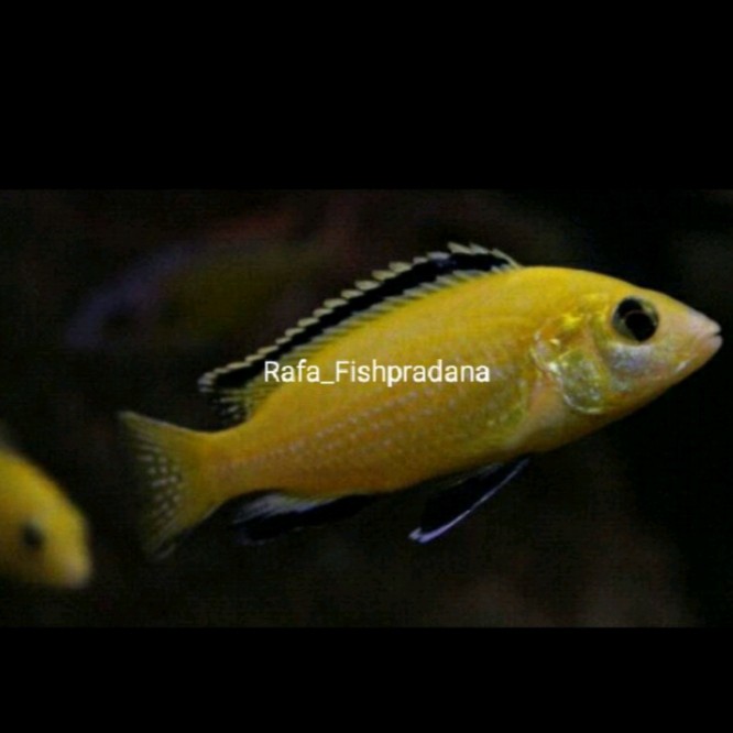 Ikan hias lemon