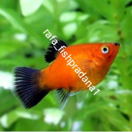 Ikan hias platy coral black tail