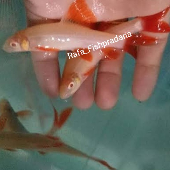 Ikan hias redfin Albino