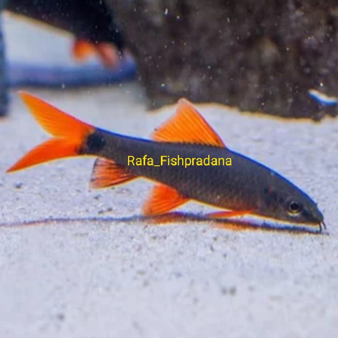 Ikan hias redfin Hitam