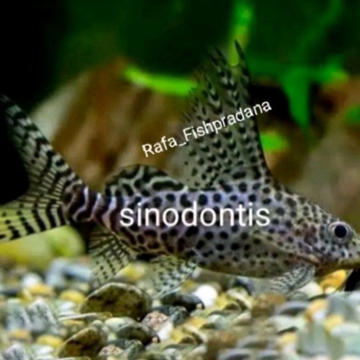 Ikan hias sinodontis