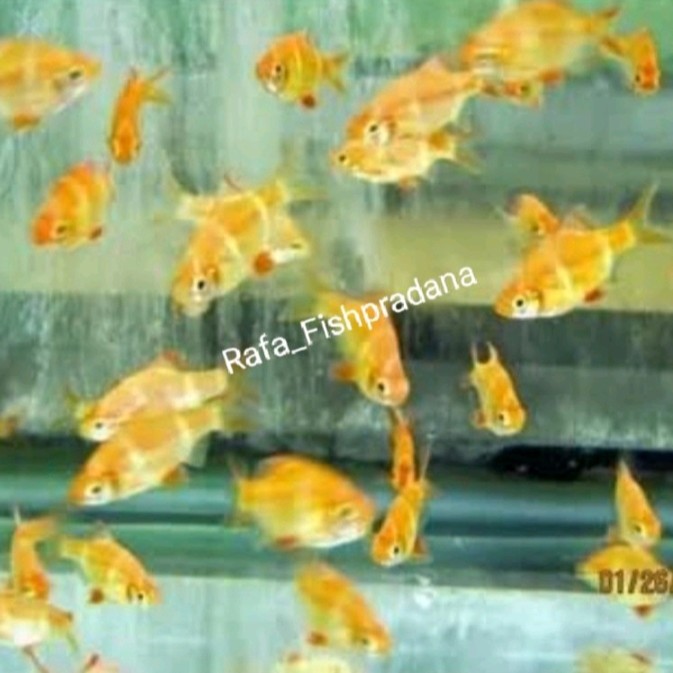 Ikan hias sumatra albino