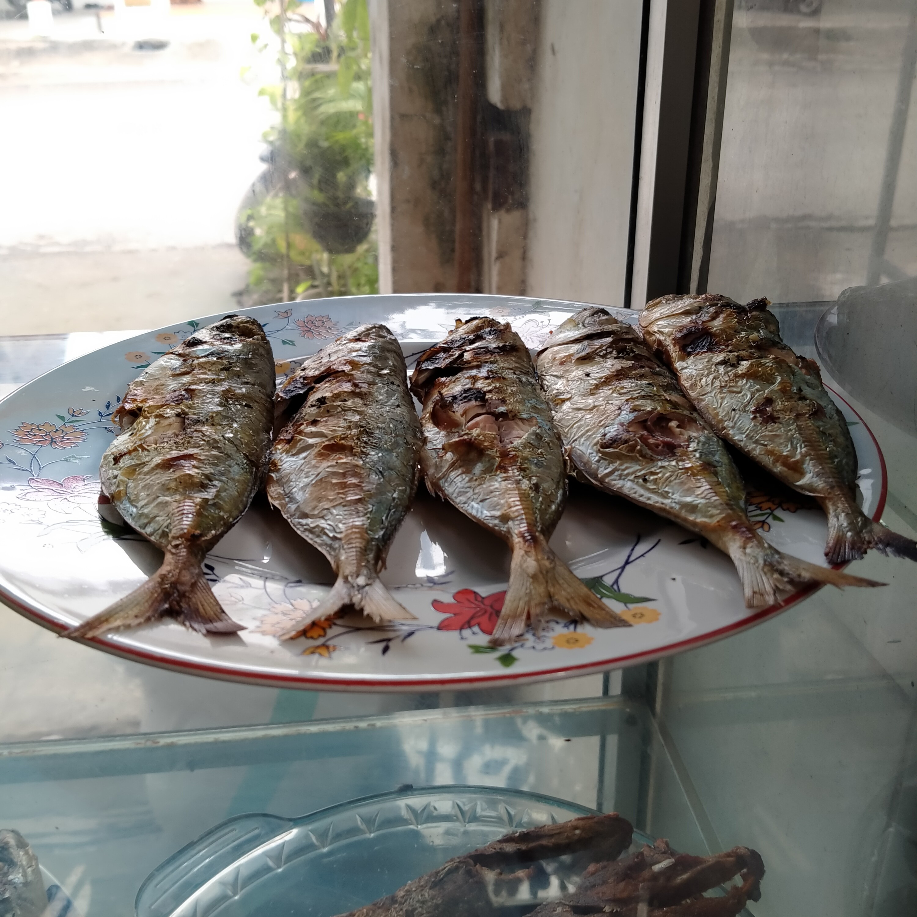 Ikan katombong