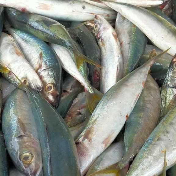 Ikan layang kecil