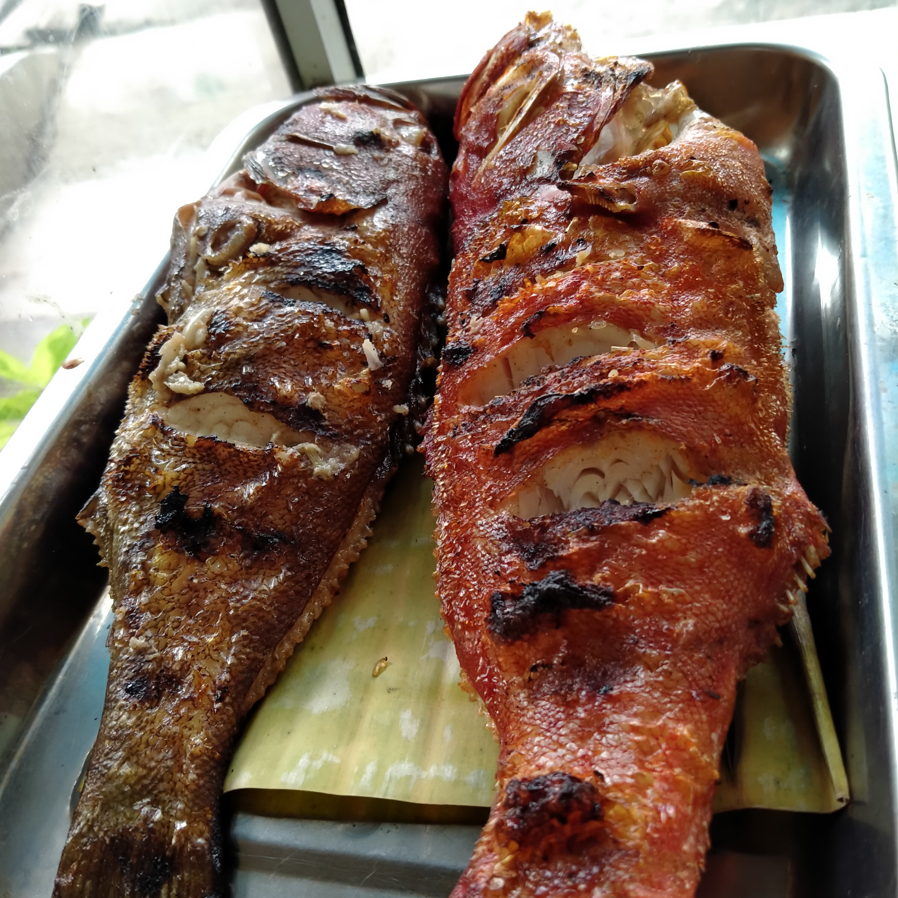 Ikan sunu bakar