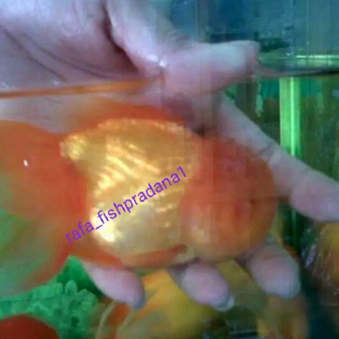 Indukan koki oranda 1pasang SIAP PIJAH