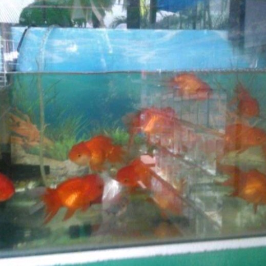 Indukan koki oranda 1pasang SIAP PIJAH 2