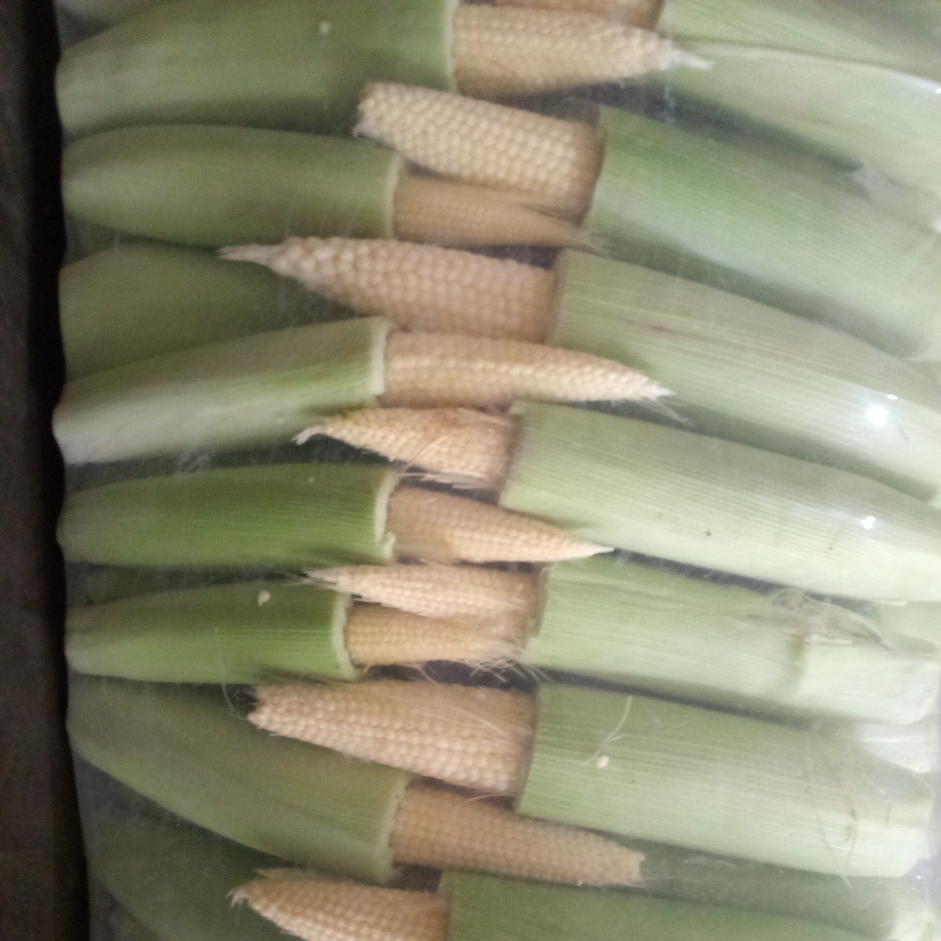 JAGUNG SEMI