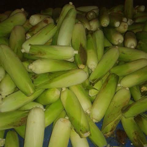 Jagung 2