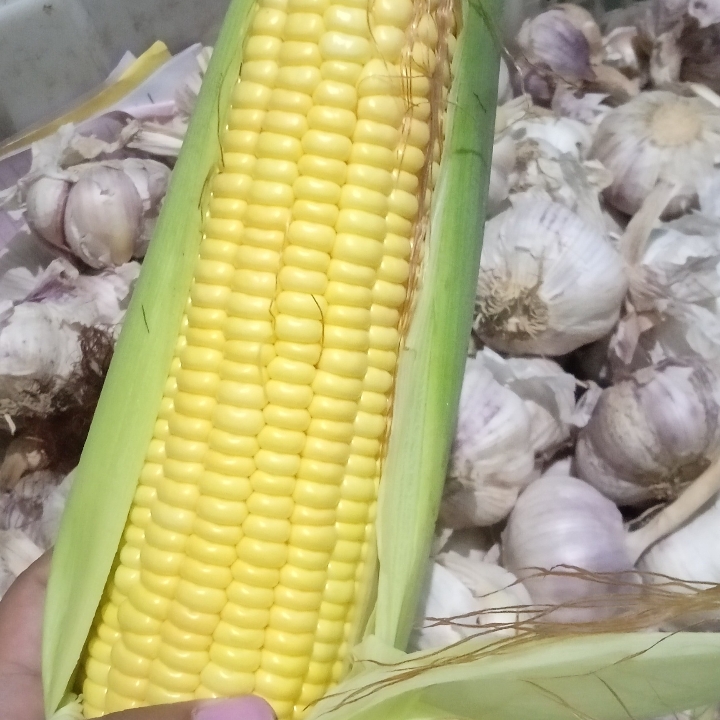 Jagung Manis