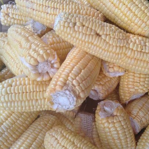 Jagung Manis