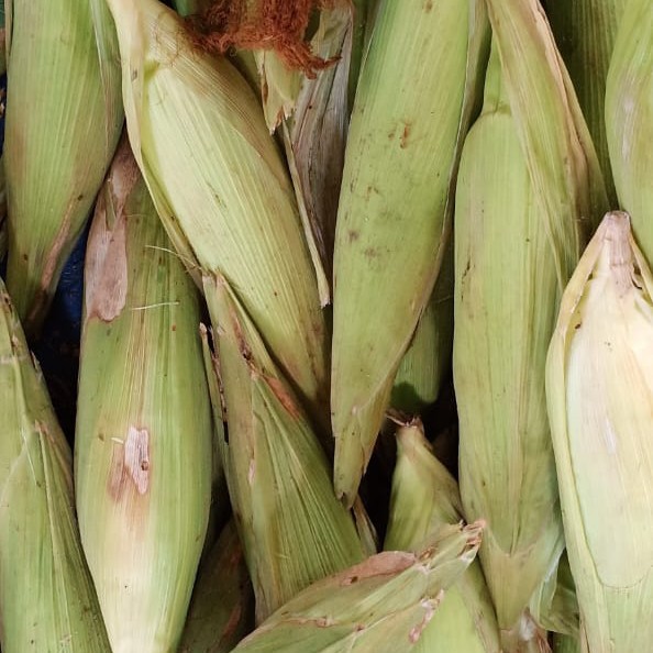 Jagung Sayur