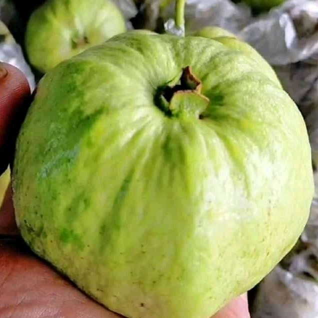 Jambu Kristal