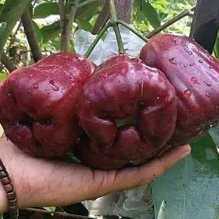 Jambu air Jamaika