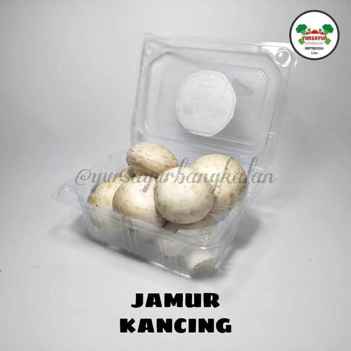 Jamur Kancing