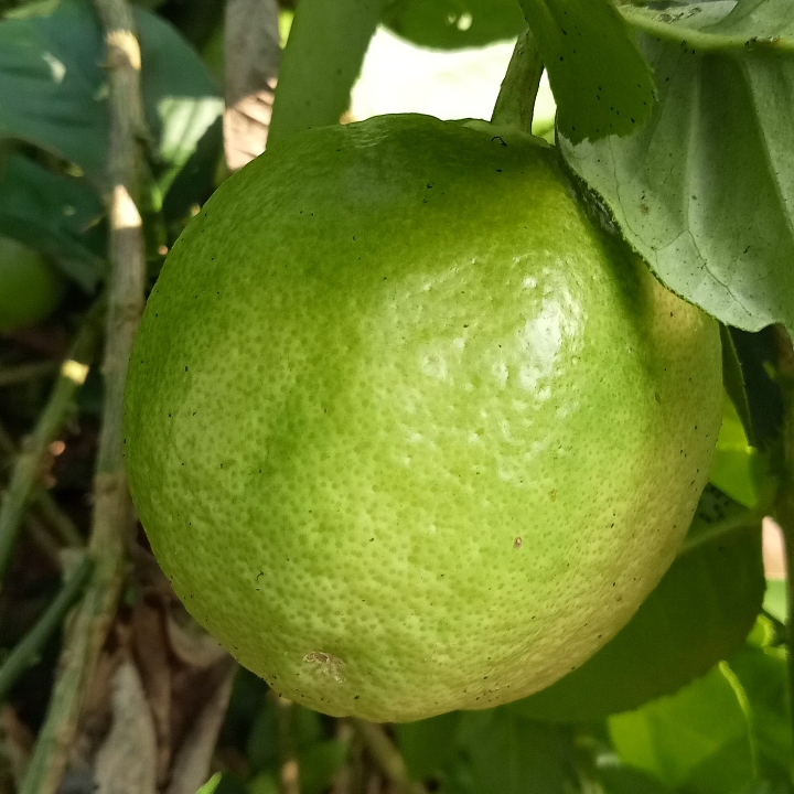 Jeruk Lemon Organik 