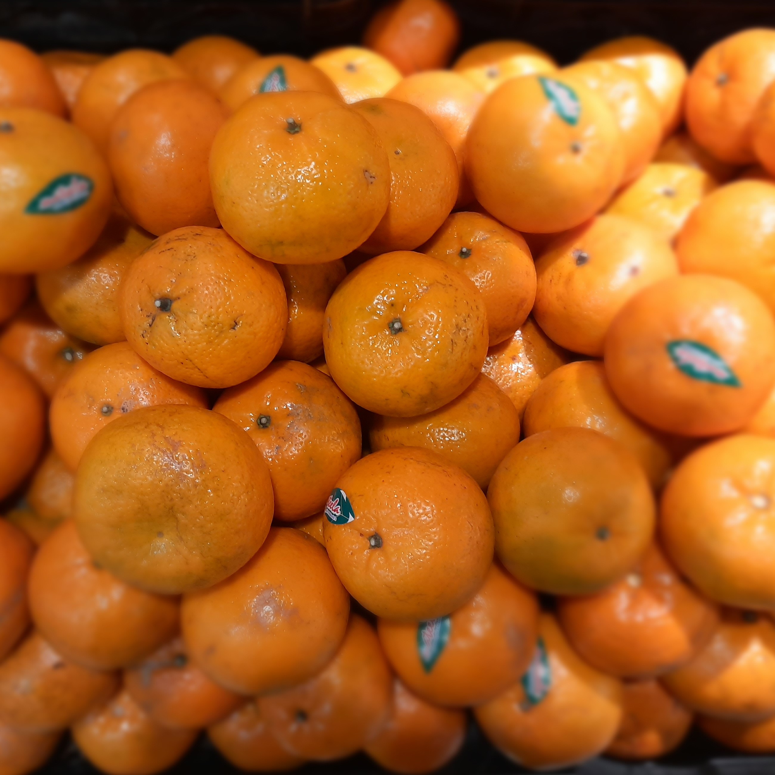 Jeruk Honay Mandarin