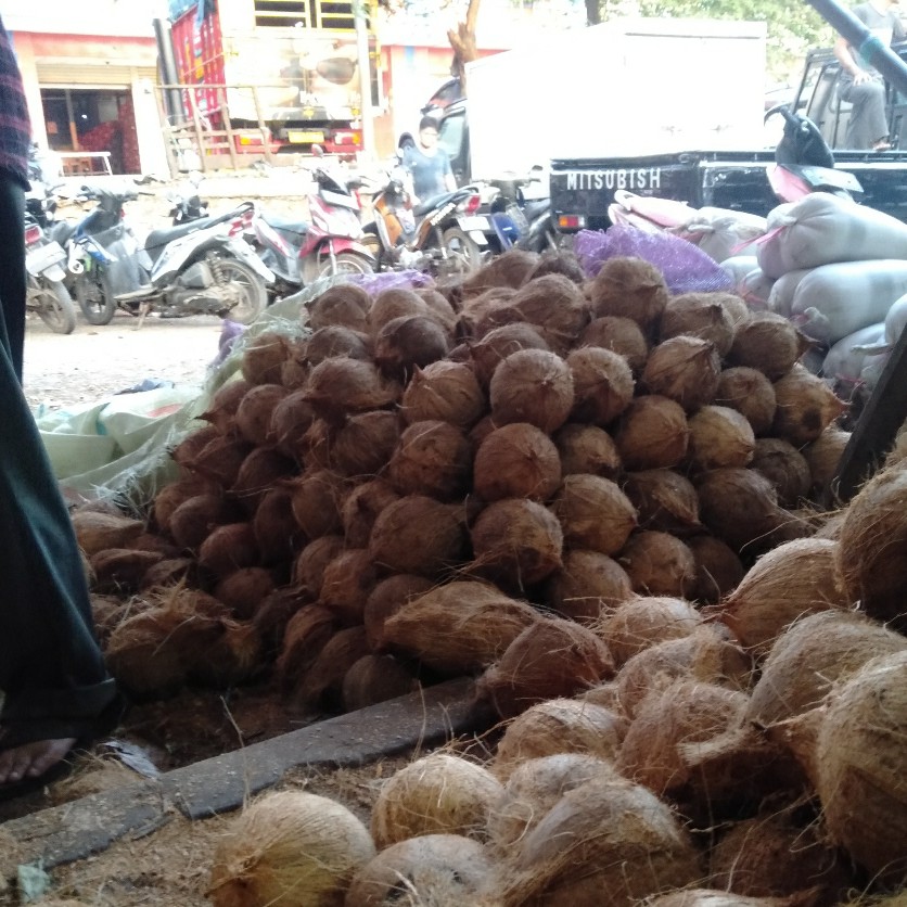 Jual Kelapa Tua