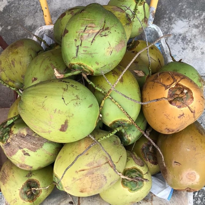 KELAPA MUDA 