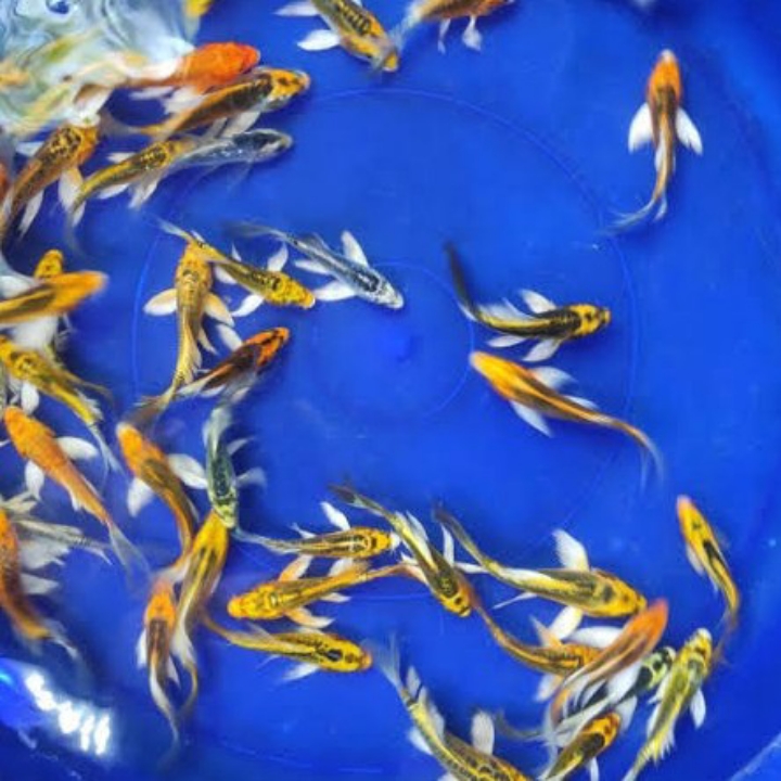 KOI METALIK 7-9cm