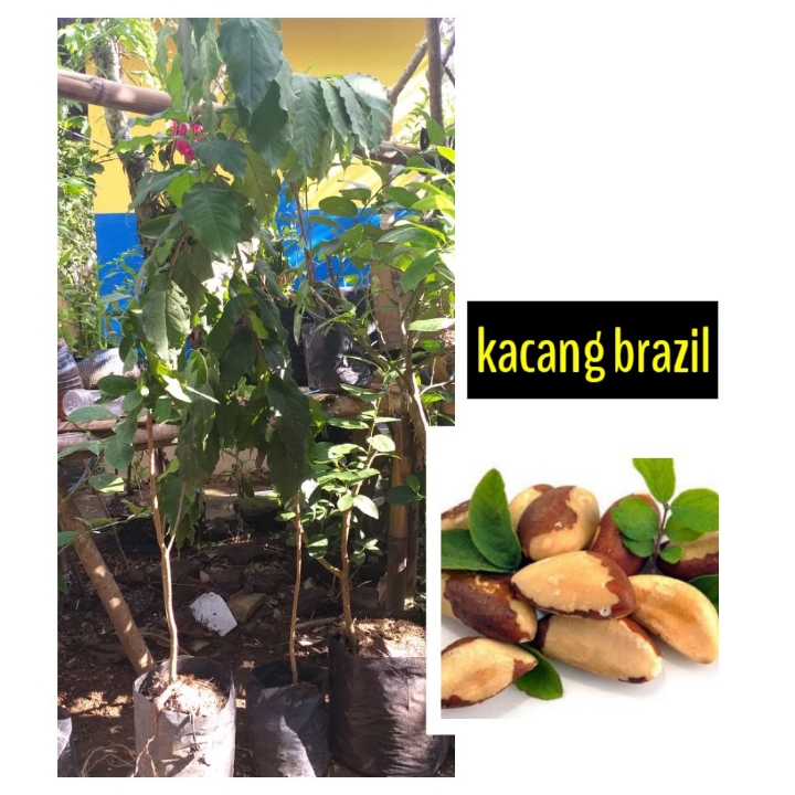 Kacang Brasil